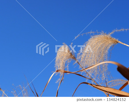 Autumn blue sky and autumn leaves. Copy space. Enjoy the blue sky. Susukino Dance. Autumn blue sky and autumn leaves. Copy space. Enjoy the blue sky. Susukino Dance. 134824152