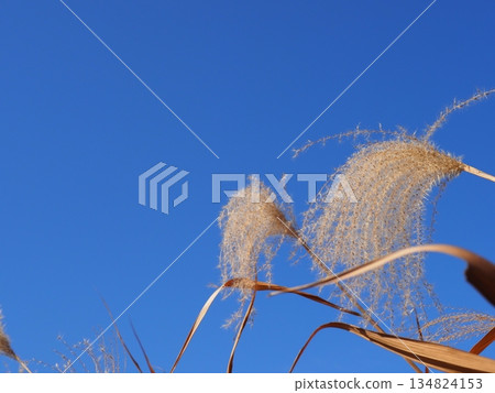Autumn blue sky and autumn leaves. Copy space. Enjoy the blue sky. Susukino Dance. Autumn blue sky and autumn leaves. Copy space. Enjoy the blue sky. Susukino Dance. 134824153