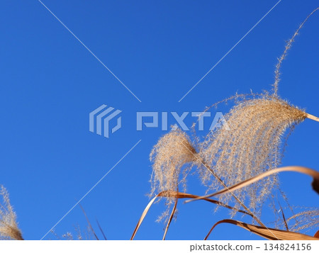 Autumn blue sky and autumn leaves. Copy space. Enjoy the blue sky. Susukino Dance. Autumn blue sky and autumn leaves. Copy space. Enjoy the blue sky. Susukino Dance. 134824156