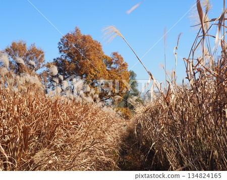 Autumn blue sky and autumn leaves. Copy space. Enjoy the blue sky. Susukino Dance. Autumn blue sky and autumn leaves. Copy space. Enjoy the blue sky. Susukino Dance. 134824165