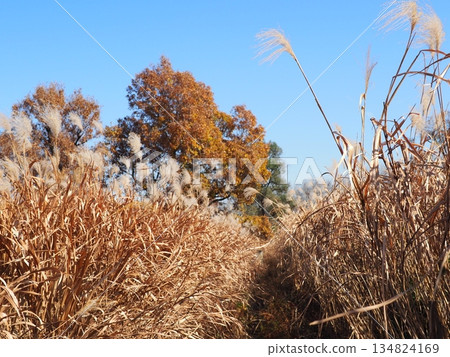 Autumn blue sky and autumn leaves. Copy space. Enjoy the blue sky. Susukino Dance. 134824169