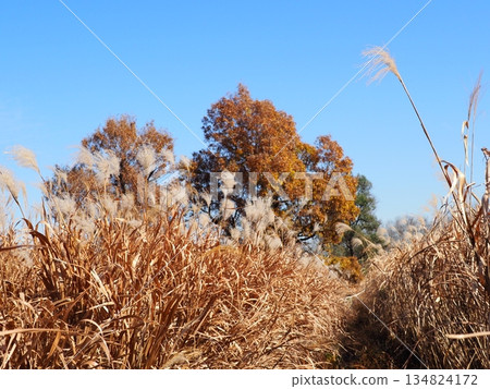 Autumn blue sky and autumn leaves. Copy space. Enjoy the blue sky. Susukino Dance. Autumn blue sky and autumn leaves. Copy space. Enjoy the blue sky. Susukino Dance. 134824172