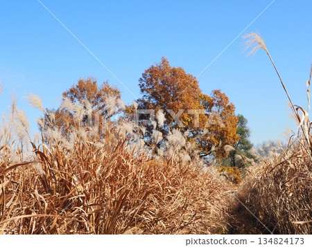 Autumn blue sky and autumn leaves. Copy space. Enjoy the blue sky. Susukino Dance. Autumn blue sky and autumn leaves. Copy space. Enjoy the blue sky. Susukino Dance. 134824173