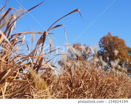 Autumn blue sky and autumn leaves. Copy space. Enjoy the blue sky. Susukino Dance. 134824194