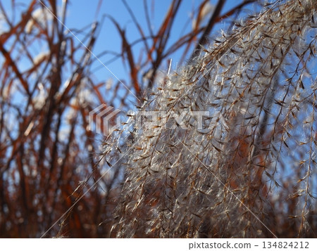 Autumn blue sky and autumn leaves. Copy space. Enjoy the blue sky. Susukino Dance. 134824212