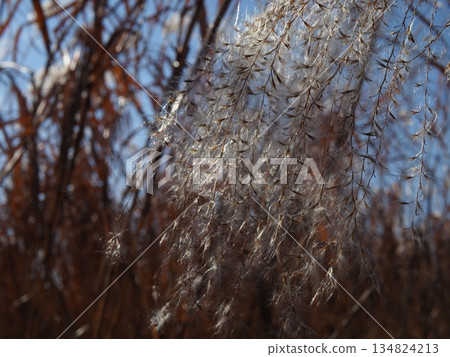 秋日的藍天和落葉。留白。欣賞這片藍天。薄野舞。 134824213