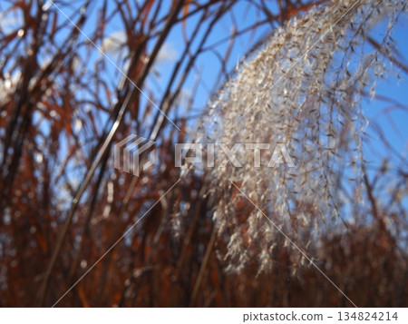 秋日的藍天和落葉。留白。欣賞這片藍天。薄野舞。 134824214