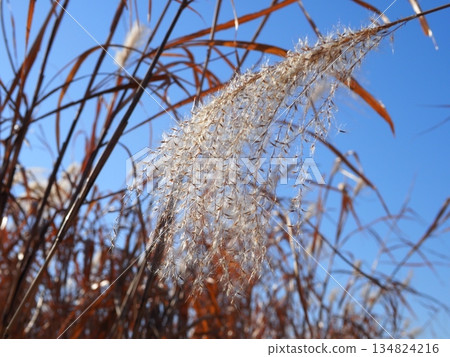 秋日的藍天和落葉。留白。欣賞這片藍天。薄野舞。 134824216