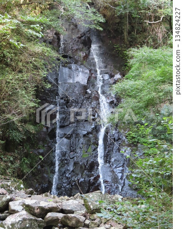 Chihaya Falls, located behind the mountain where the beautiful vermilion three-story pagoda of Chofukuji Temple stands, is a waterfall that flows from Makiyama. The water falls in two streams. Chihaya Falls, located behind the mountain where the beautiful vermilion three-story pagoda of Chofukuji Temple stands, is a waterfall that flows from Makiyama. The water falls in two streams. 134824227