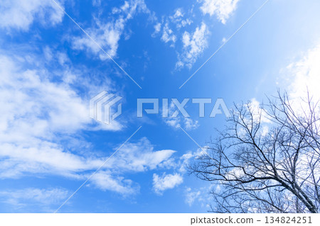 Winter sky, clouds and trees 134824251