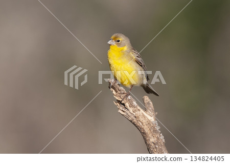Saffron Finch ,Sicalis flaveola, La Pampa, Argentina. Saffron Finch ,Sicalis flaveola, La Pampa, Argentina. 134824405
