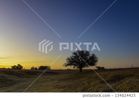 Flowered field in the Pampas Plain, La Pampa Province, Patagonia, Argentina. Flowered field in the Pampas Plain, La Pampa Province, Patagonia, Argentina. 134824425