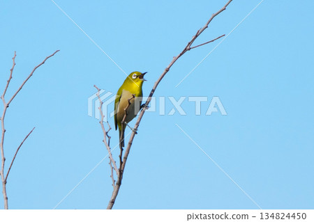 White-eye White-eye 134824450