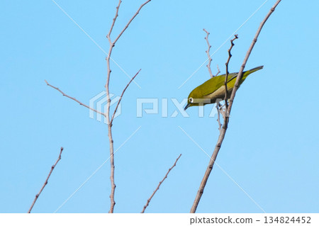 White-eye 134824452