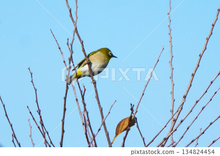 White-eye White-eye 134824454