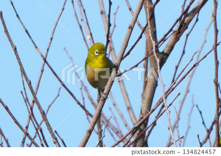 White-eye White-eye 134824457