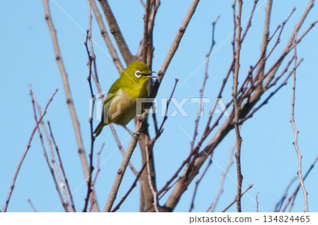 White-eye White-eye 134824465