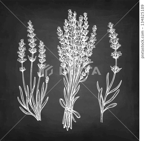 Lavender chalk sketch collection Lavender chalk sketch collection 134825189