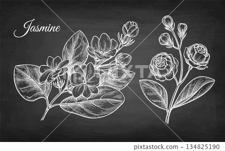 Jasmine Sambac collection of chalk sketches. 134825190