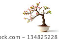 Pink Flowering Bonsai Tree in White Ceramic Pot: Japanese Miniature Plant with Blossoming Branches, Fresh Green Leaves, Curved Trunk, Subtle Petals and Minimalist White Background 134825228