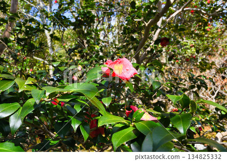 Beautiful camellia flowers at Reikanji Temple in Kyoto during the spring special viewing period (Sakyo Ward, Kyoto City, Kyoto Prefecture) 134825332