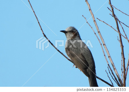 Bulbul Bulbul 134825333