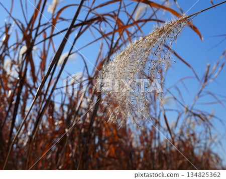 Japanese pampas grass against the blue sky. Feel the breeze. Copy space. Collaboration with the blue sky. 134825362