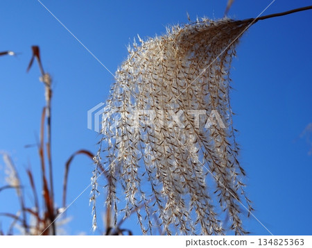 Japanese pampas grass against the blue sky. Feel the breeze. Copy space. Collaboration with the blue sky. Japanese pampas grass against the blue sky. Feel the breeze. Copy space. Collaboration with the blue sky. 134825363