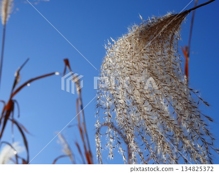 Japanese pampas grass against the blue sky. Feel the breeze. Copy space. Collaboration with the blue sky. Japanese pampas grass against the blue sky. Feel the breeze. Copy space. Collaboration with the blue sky. 134825372
