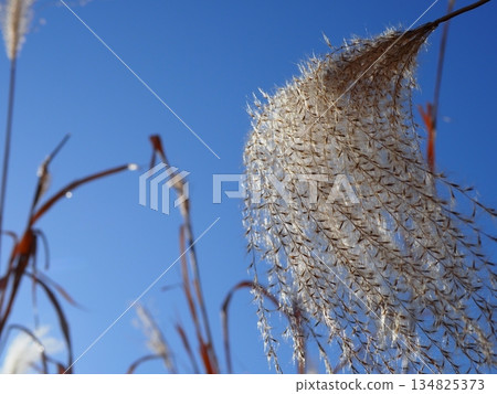 藍天下,日本蒲葦草搖曳生姿。感受微風拂面。留白。與藍天交相輝映。 藍天下,日本蒲葦草搖曳生姿。感受微風拂面。留白。與藍天交相輝映。 134825373