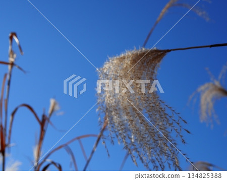 藍天下，日本蒲葦草搖曳生姿。感受微風拂面。留白。與藍天交相輝映。 134825388