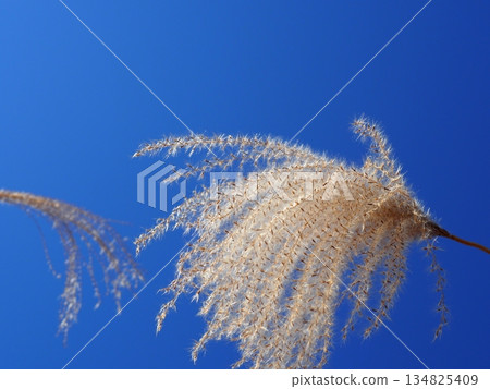 藍天下，日本蒲葦草搖曳生姿。感受微風拂面。留白。與藍天交相輝映。 134825409