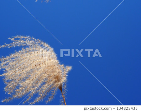 藍天下，日本蒲葦草搖曳生姿。感受微風拂面。留白。與藍天交相輝映。 134825433