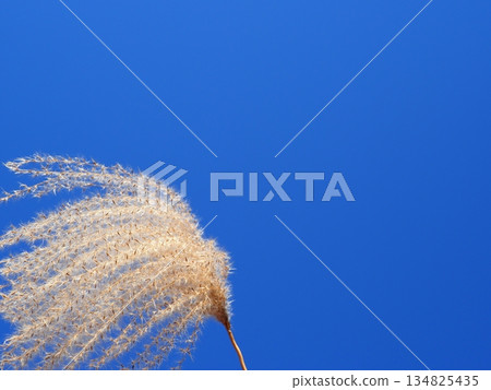 藍天下，日本蒲葦草搖曳生姿。感受微風拂面。留白。與藍天交相輝映。 134825435