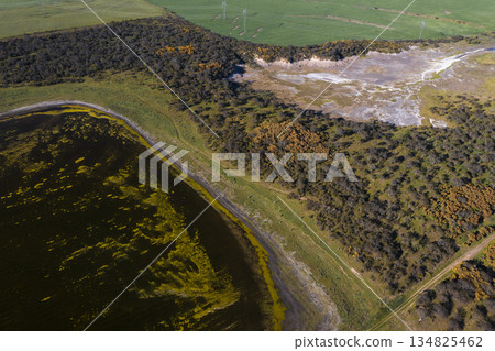 Calden forest landscape, Prosopis Caldenia plants,  134825462