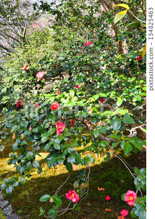 Beautiful camellia flowers at Reikanji Temple in Kyoto during the spring special viewing period (Sakyo Ward, Kyoto City, Kyoto Prefecture) 134825463