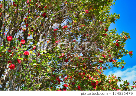 Beautiful camellia flowers at Reikanji Temple in Kyoto during the spring special viewing period (Sakyo Ward, Kyoto City, Kyoto Prefecture) Beautiful camellia flowers at Reikanji Temple in Kyoto during the spring special viewing period (Sakyo Ward, Kyoto City, Kyoto Prefecture) 134825479