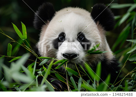 Portrait of a panda in the grass. Portrait of a panda in the grass. 134825488