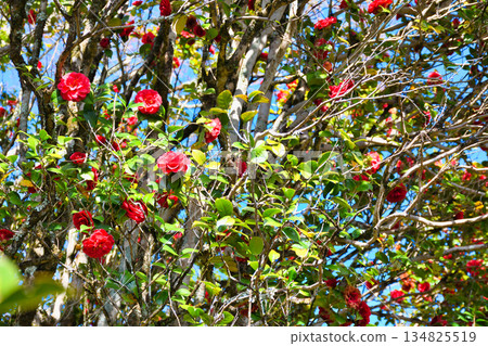 Beautiful camellia flowers at Reikanji Temple in Kyoto during the spring special viewing period (Sakyo Ward, Kyoto City, Kyoto Prefecture) 134825519