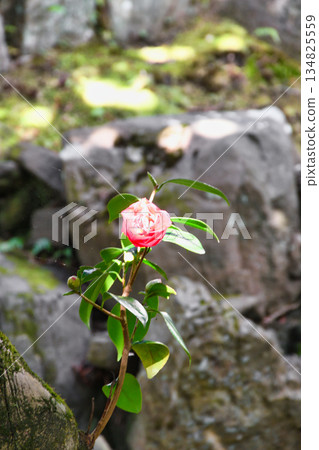 Beautiful camellia flowers at Reikanji Temple in Kyoto during the spring special viewing period (Sakyo Ward, Kyoto City, Kyoto Prefecture) Beautiful camellia flowers at Reikanji Temple in Kyoto during the spring special viewing period (Sakyo Ward, Kyoto City, Kyoto Prefecture) 134825559