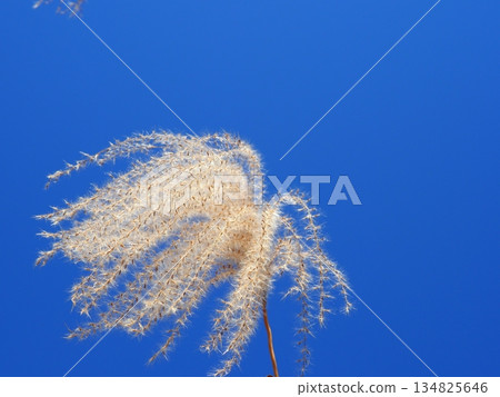 Silver grass spikes shining against the blue sky. Copy space. A fluffy world. Feeling fluffy. Silver grass spikes shining against the blue sky. Copy space. A fluffy world. Feeling fluffy. 134825646