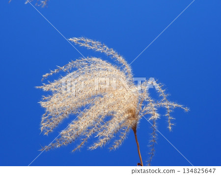 Silver grass spikes shining against the blue sky. Copy space. A fluffy world. Feeling fluffy. Silver grass spikes shining against the blue sky. Copy space. A fluffy world. Feeling fluffy. 134825647