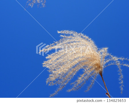 Silver grass spikes shining against the blue sky. Copy space. A fluffy world. Feeling fluffy. 134825653