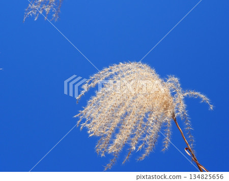 Silver grass spikes shining against the blue sky. Copy space. A fluffy world. Feeling fluffy. 134825656
