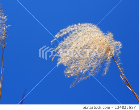 Silver grass spikes shining against the blue sky. Copy space. A fluffy world. Feeling fluffy. 134825657