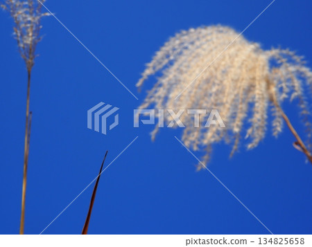 Silver grass spikes shining against the blue sky. Copy space. A fluffy world. Feeling fluffy. 134825658