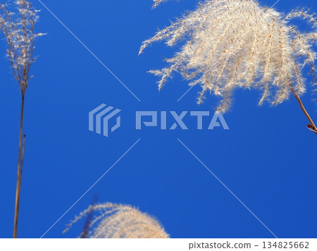 Silver grass spikes shining against the blue sky. Copy space. A fluffy world. Feeling fluffy. 134825662