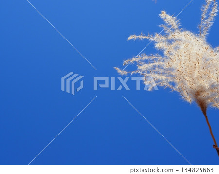 Silver grass spikes shining against the blue sky. Copy space. A fluffy world. Feeling fluffy. 134825663