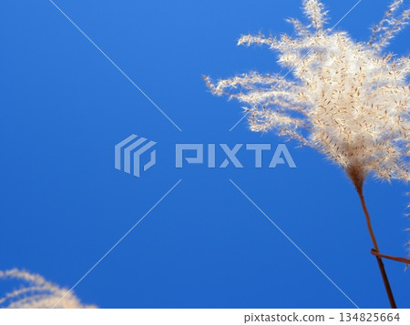 Silver grass spikes shining against the blue sky. Copy space. A fluffy world. Feeling fluffy. 134825664