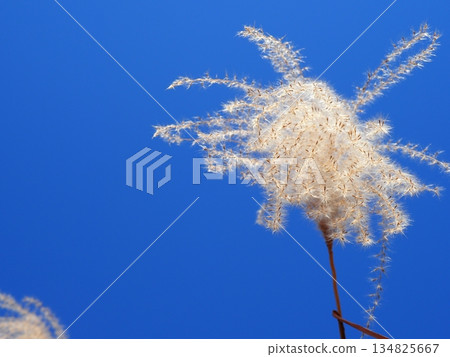 Silver grass spikes shining against the blue sky. Copy space. A fluffy world. Feeling fluffy. Silver grass spikes shining against the blue sky. Copy space. A fluffy world. Feeling fluffy. 134825667